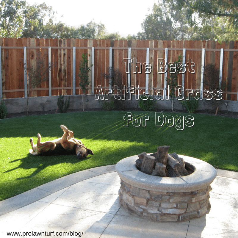 Prolawn Turf The Best Artificial Grass For Dogs Prolawn Turf