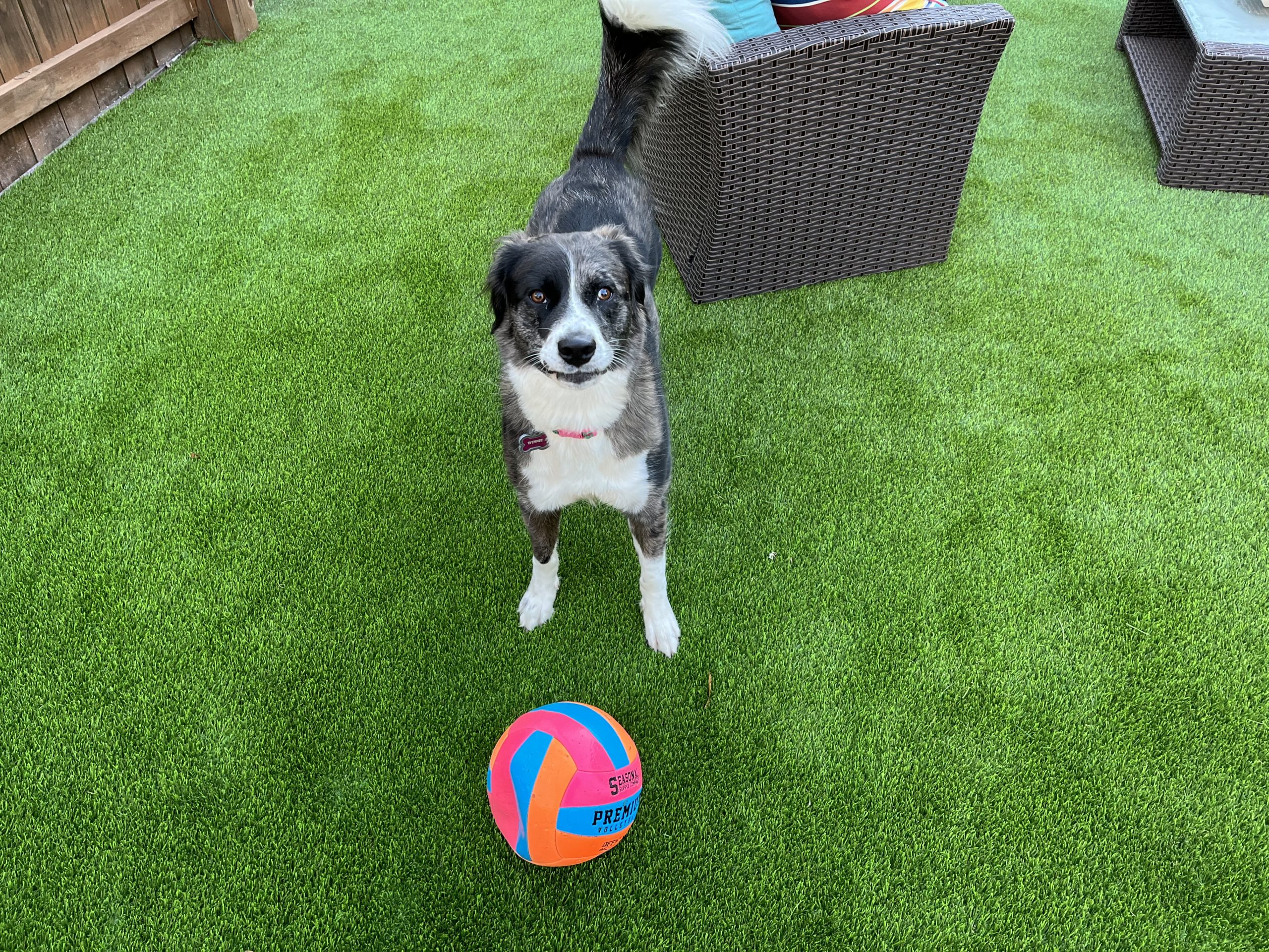 pet turf for pet owners