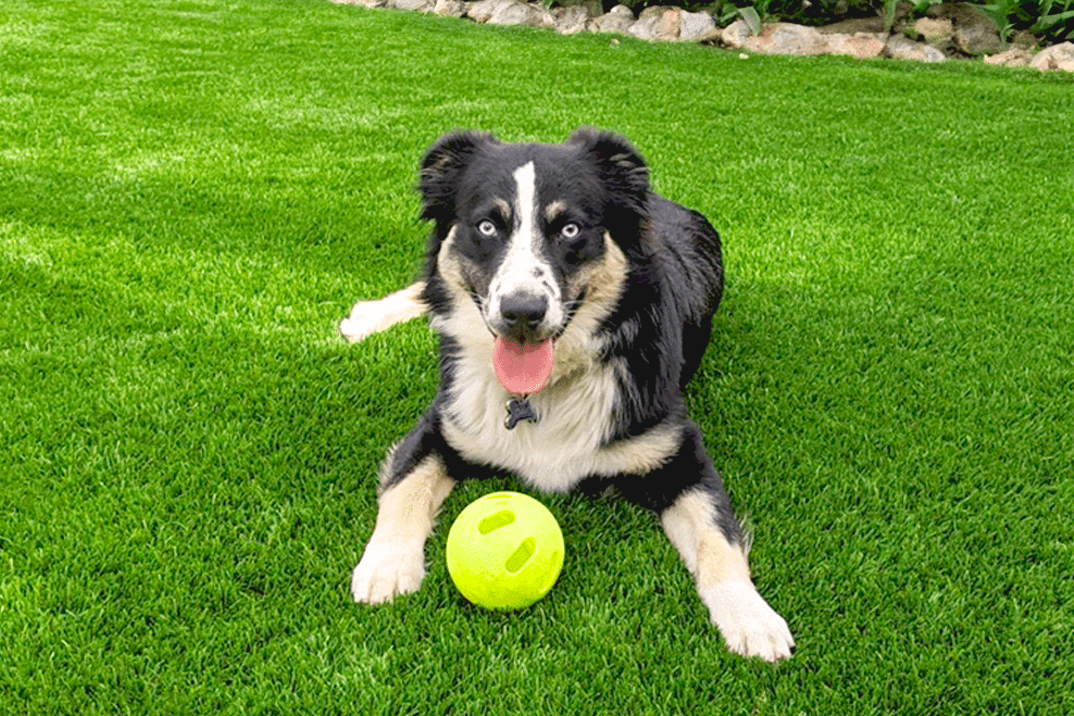best artificial grass for dogs